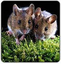 Hội nghị Quốc tế 