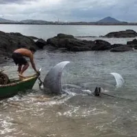 Cá đuối nặng hơn một tấn khiến ngư dân Brazil hoảng sợ