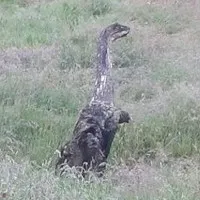 Phát hiện quái vật hồ Loch Ness cách "nhà" 200km?