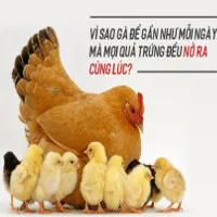 Vì sao gà đẻ gần như mỗi ngày mà mọi quả trứng đều nở ra cùng lúc?