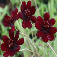 Chiêm ngưỡng vẻ đẹp của loài hoa đã tuyệt chủng ở môi trường tự nhiên