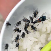 Những căn bệnh đáng sợ ruồi có thể gây ra cho con người