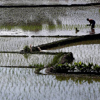 Ngâm gạo qua đêm giúp giảm nguy cơ nhiễm hóa chất độc hại