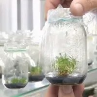Kem chống nắng làm từ cây chịu được mùa hè Nam cực