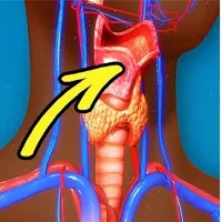 "Miếng táo của Adam" và những sự thật hoảng hồn về phái mạnh