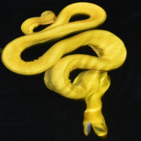 Chiến thuật săn mồi đáng sợ của rắn biển Costa Rica