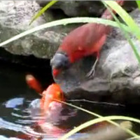 Chim sẻ mớm thức ăn cho đàn cá vàng