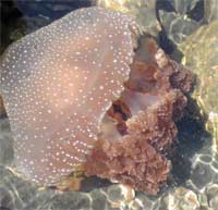 Sứa biển là một tập hợp gene rất phức tạp