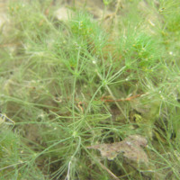 Phát hiện mới: Thực vật tiền sử từ thời khủng long vẫn đang sống tốt