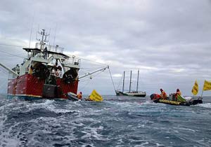 Cuộc chiến đấu của tổ chức Hoà Bình Xanh