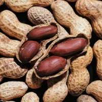 Nghiên cứu đột phá trong điều trị tình trạng dị ứng đậu phộng