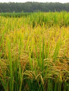Năng suất lúa sẽ tăng 30-50% trong 10-15 năm tới nhờ các giống mới
