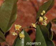 Kỳ nam và Trầm hương