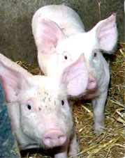 Trung Quốc hướng tới lai tạo “siêu vật nuôi”