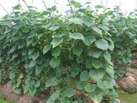 Giải nhất VIFOTEC 2005: Thuốc của thần nông