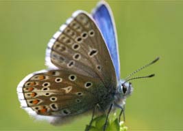 Bướm xanh Adonis trở lại