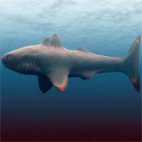 Không phải Megalodon, đây mới là kẻ đầu tiên 