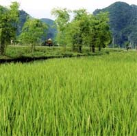 IRRI giúp VN phòng bệnh dịch hại trên lúa