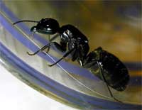 Những phát hiện thú vị về kiến