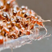Những "quả cầu lửa" sau bão Harvey, chuyện gì xảy ra?