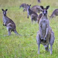 Australia kêu gọi người dân ăn thịt kangaroo