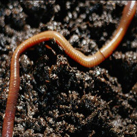 Phát hiện hai loài giun đất mới ở Kerala