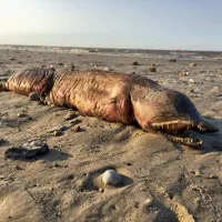 "Quái vật biển” bí ẩn trôi dạt vào Texas sau bão Harvey