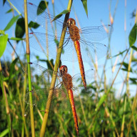 Ngày xưa ông cha ta tránh bão như thế nào?