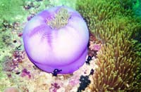 Khánh Hòa: Hồi sinh thành công rạn san hô Hòn Lao