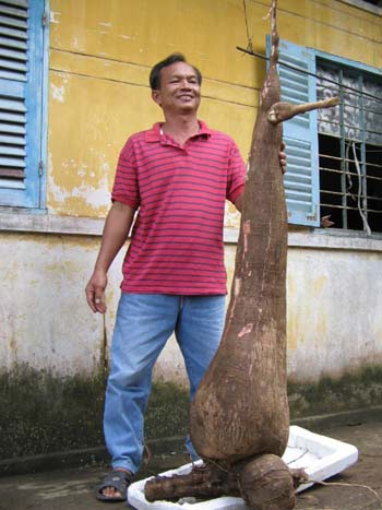 Củ khoai mì nặng gần 60 kg