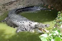 27 nước chia sẻ kinh nghiệm bảo tồn thiên nhiên với VN