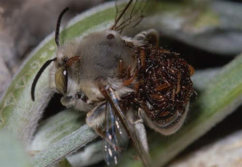 Trò lừa tình của bọ cánh cứng