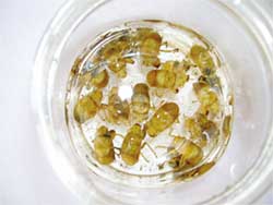 Ấu trùng ve sầu “đại phá” cà phê!