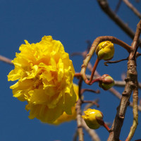 Mai hoa đăng - loài hoa đẹp gây 