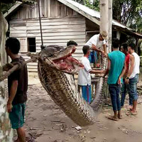 Vì sao trăn khổng lồ liên tiếp tấn công người ở Indonesia?