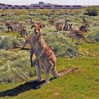 Nỗ lực ngăn cản chương trình diệt trừ kangaroo ở Australia