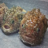 Bộ ảnh "thủy quái" mới nhất của ngư dân Nga khiến cư dân mạng tái mặt
