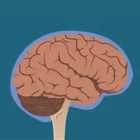 Đây là những gì xảy ra với não bộ khi bạn bị đập vào đầu