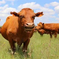 Tìm thấy Protein mới cung cấp manh mối diệt và ngăn ngừa virus lở mồm long móng