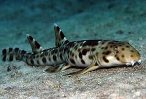 Phát hiện loài cá mập biết 