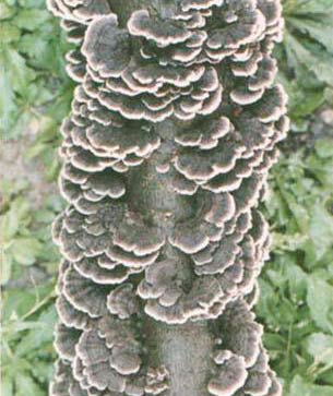 Trồng nấm vân chi từ mùn cây cao su