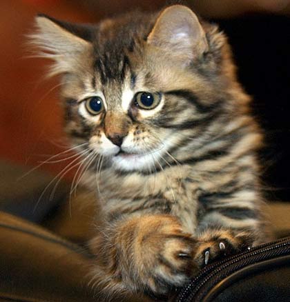 Công ty nhân bản mèo đóng cửa