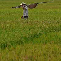 Trung Quốc: Đột phá trong trồng lúa nước mặn