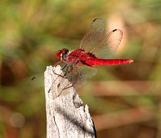 Côn trùng sẽ to khổng lồ nếu trái đất có nhiều oxy