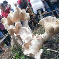 "Nấm vua" cao gần một mét ở Trung Quốc
