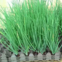 Mẹo trồng hành lá cực nhanh mà nhàn không cần đất, tha hồ hái mỏi tay