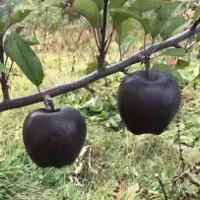 Giống táo kim cương đen siêu "độc", sản phẩm độc đáo mùa Halloween