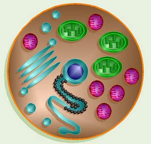 Tế bào thọ trung bình... 10 tuổi