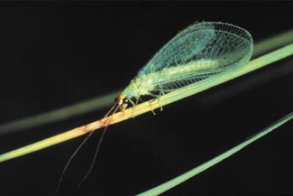 Chuồn chuồn cỏ có ích