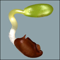 Hạt cây tỉnh giấc sau 200 năm